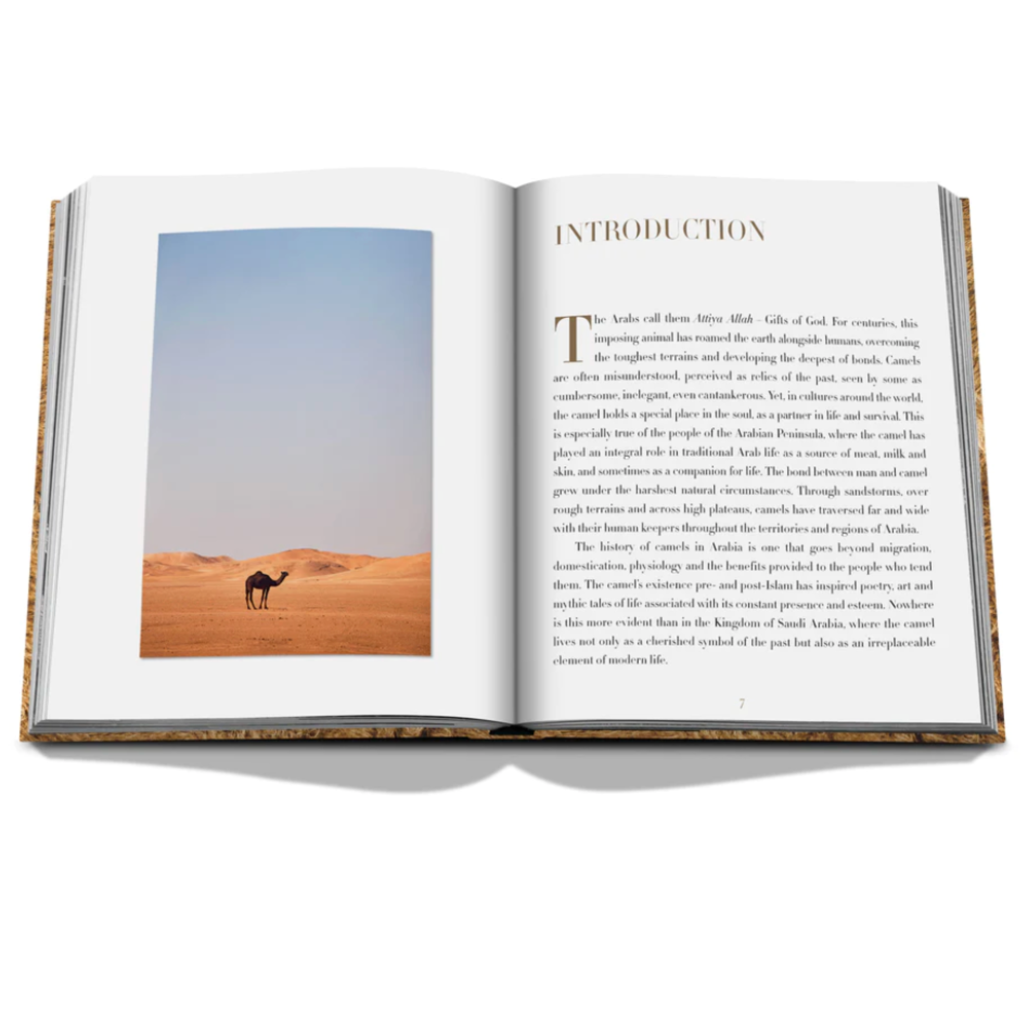 Camels from Saudi Arabia: Kingdom of Saudi Arabia Series, Ultimate Edition