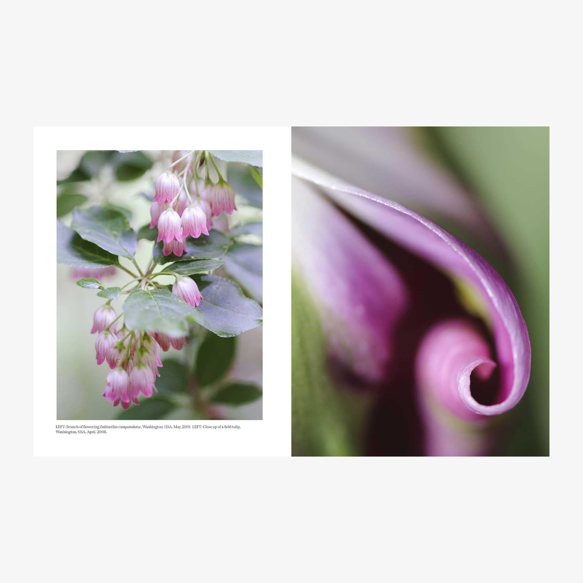 Beautiful Blooms: A Photographic Celebration