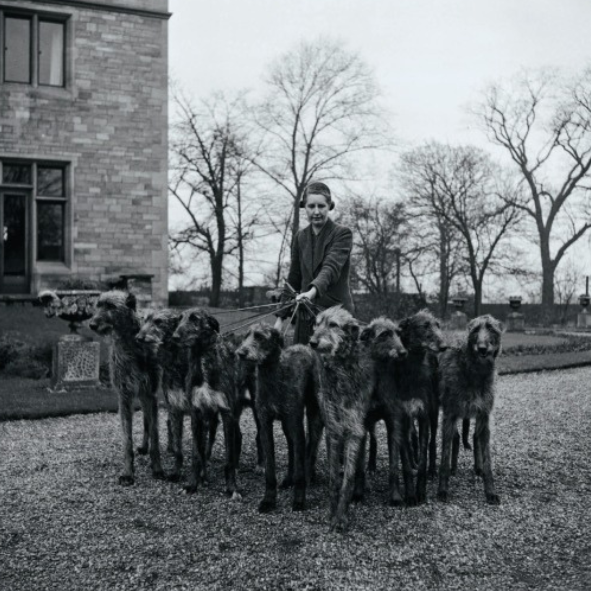 Country Life's Book of Dogs