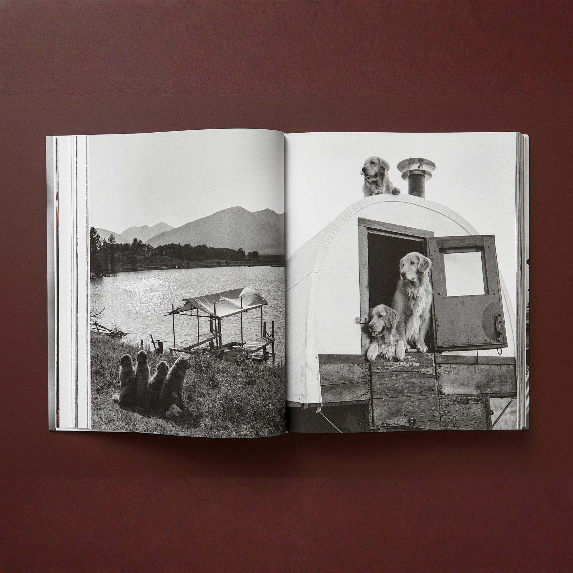 Bruce Weber: The Golden Retriever Photographic Society