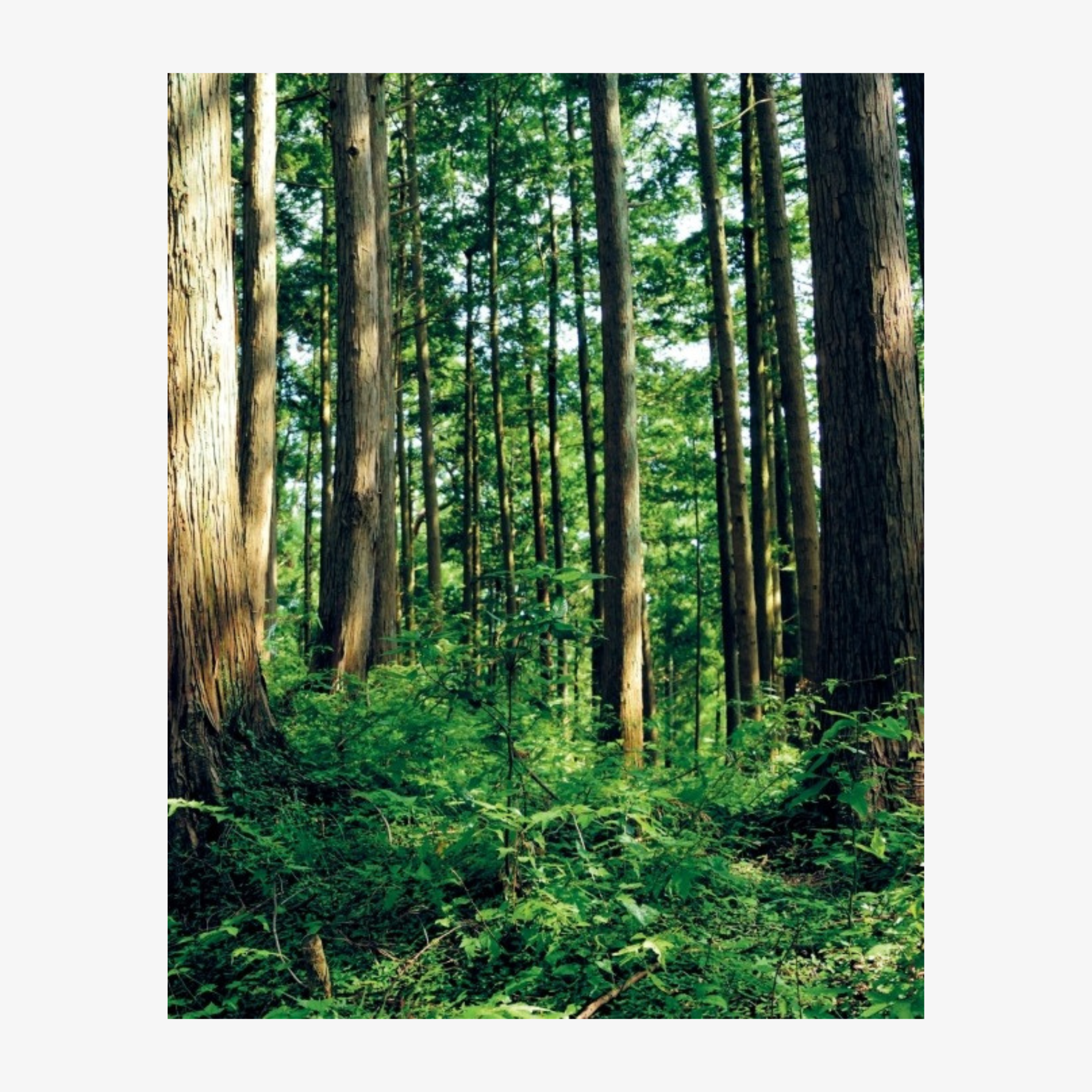 Koichi Takada: Naturalizing Architecture