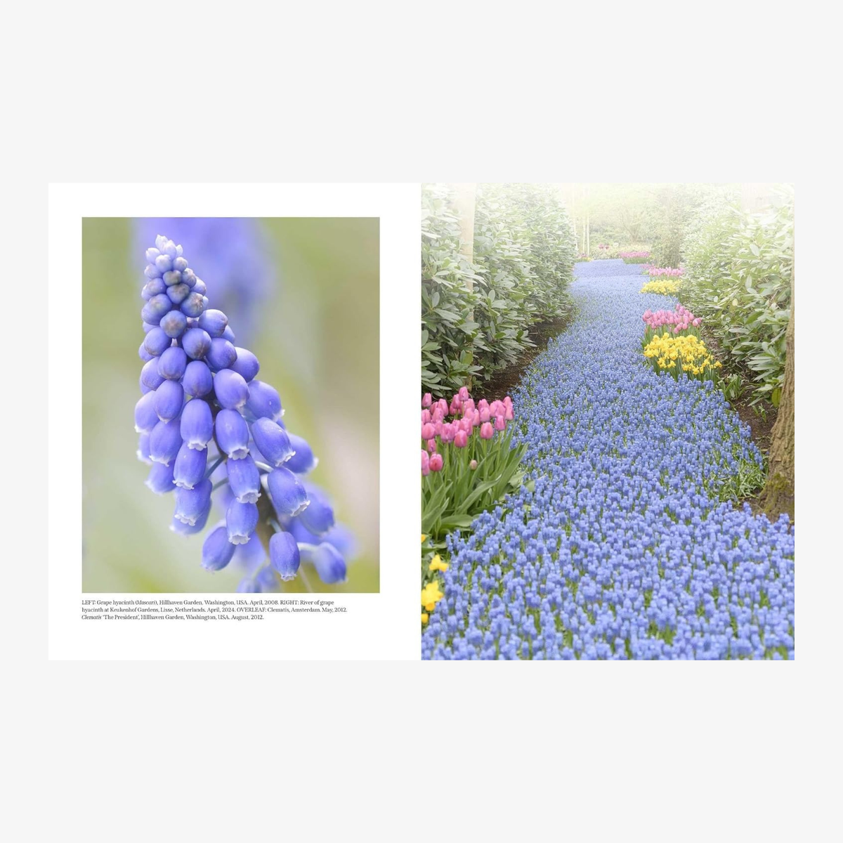 Beautiful Blooms: A Photographic Celebration
