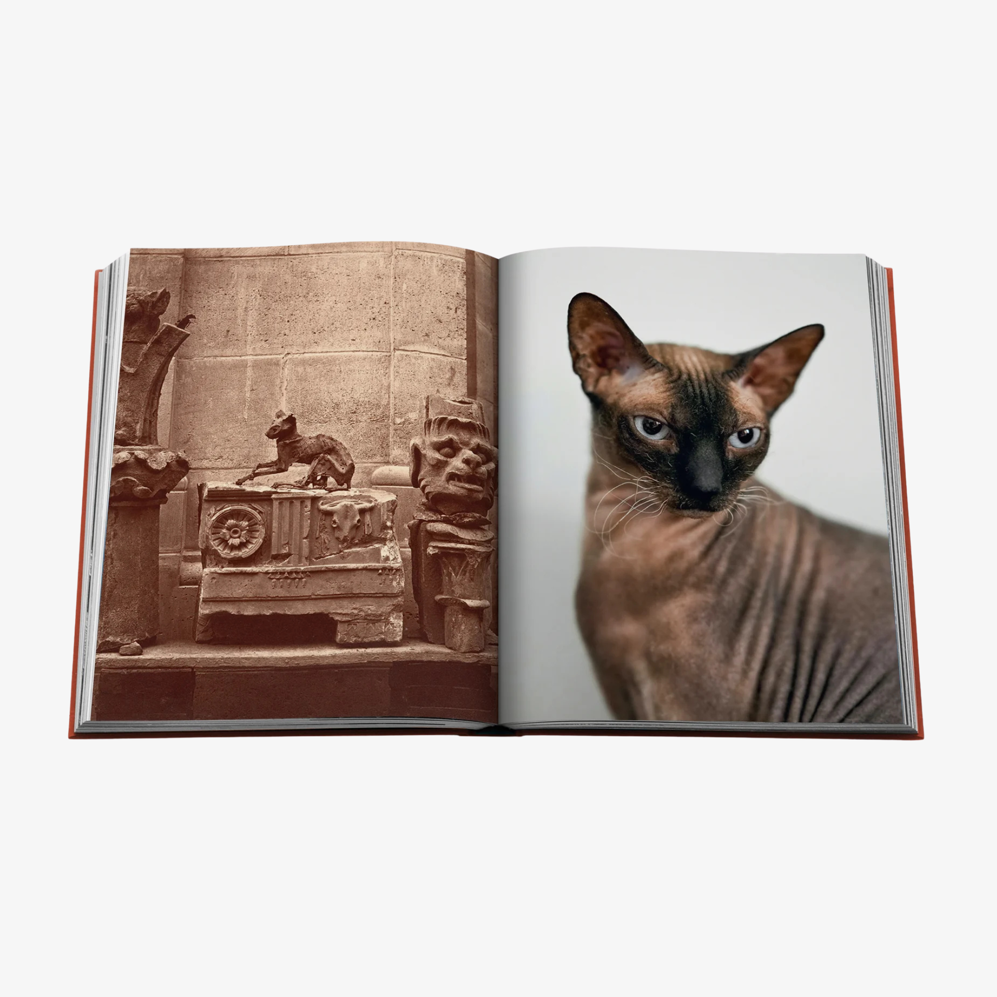 Chic Cats