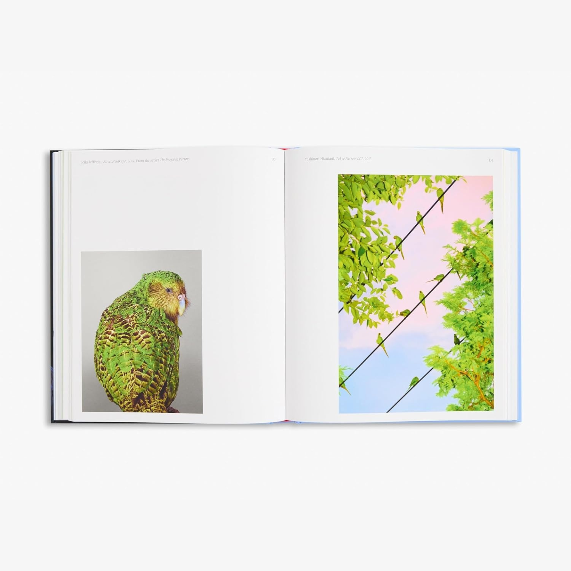 Aviary: The Bird in Contemporary Photography