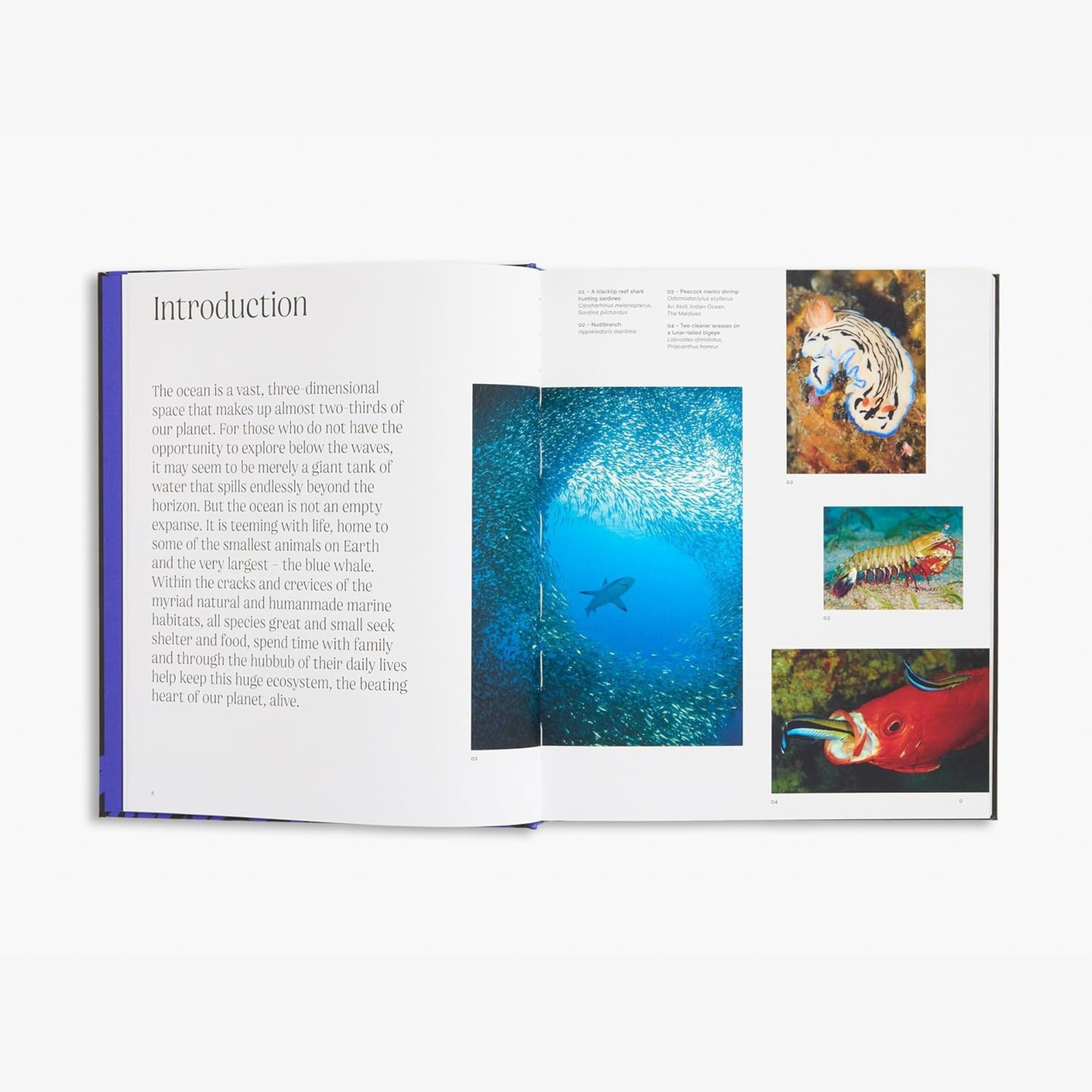 Ocean: From the Shore to the Abyss