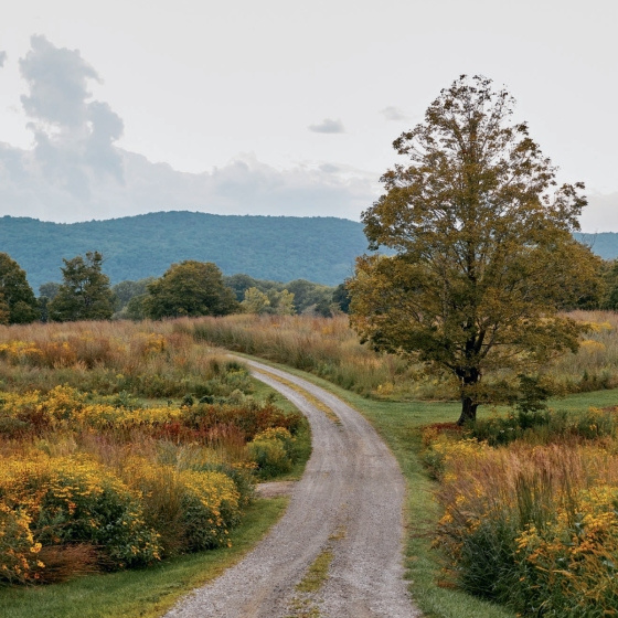 Distinctively American: Houses and Interiors by Hendricks Churchill