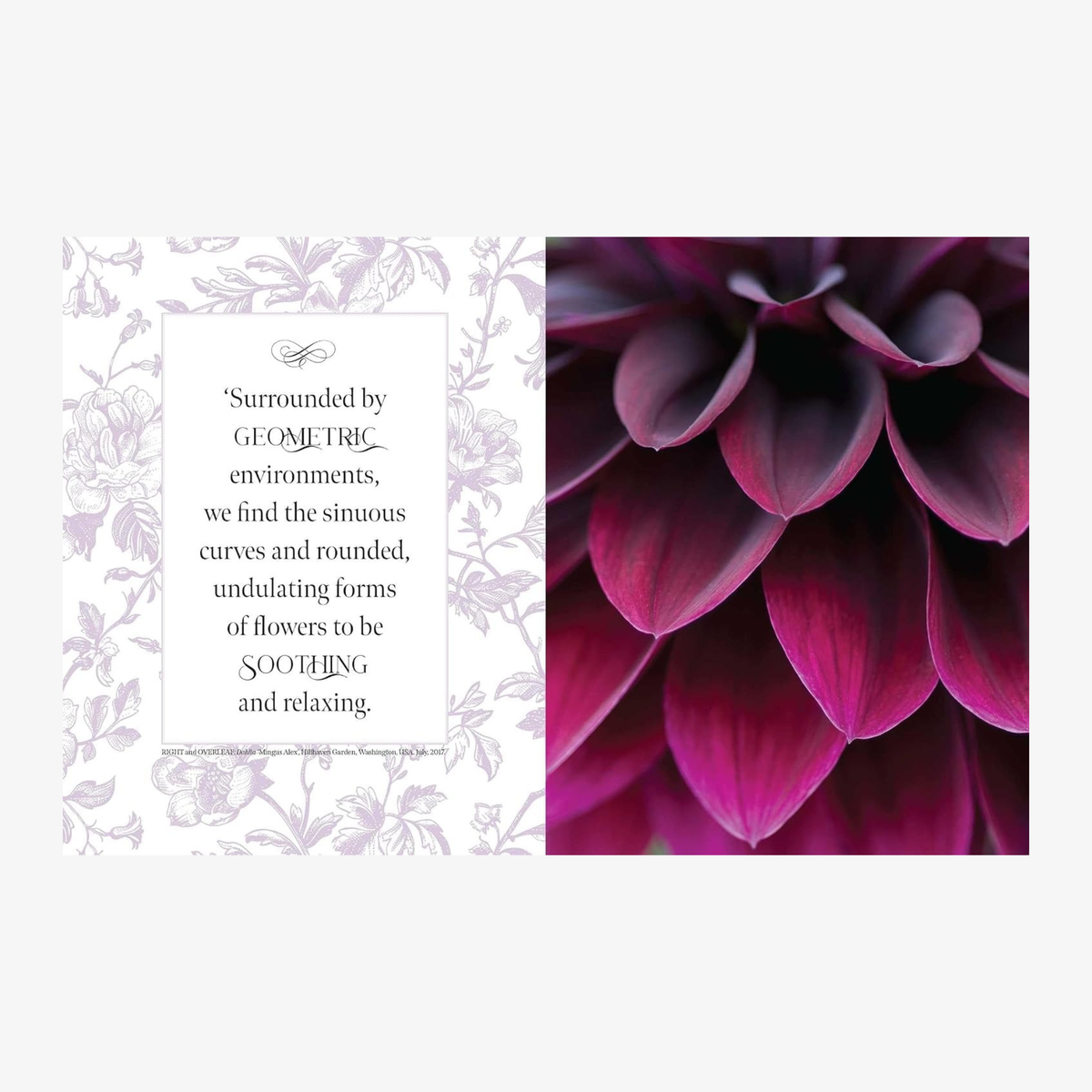 Beautiful Blooms: A Photographic Celebration