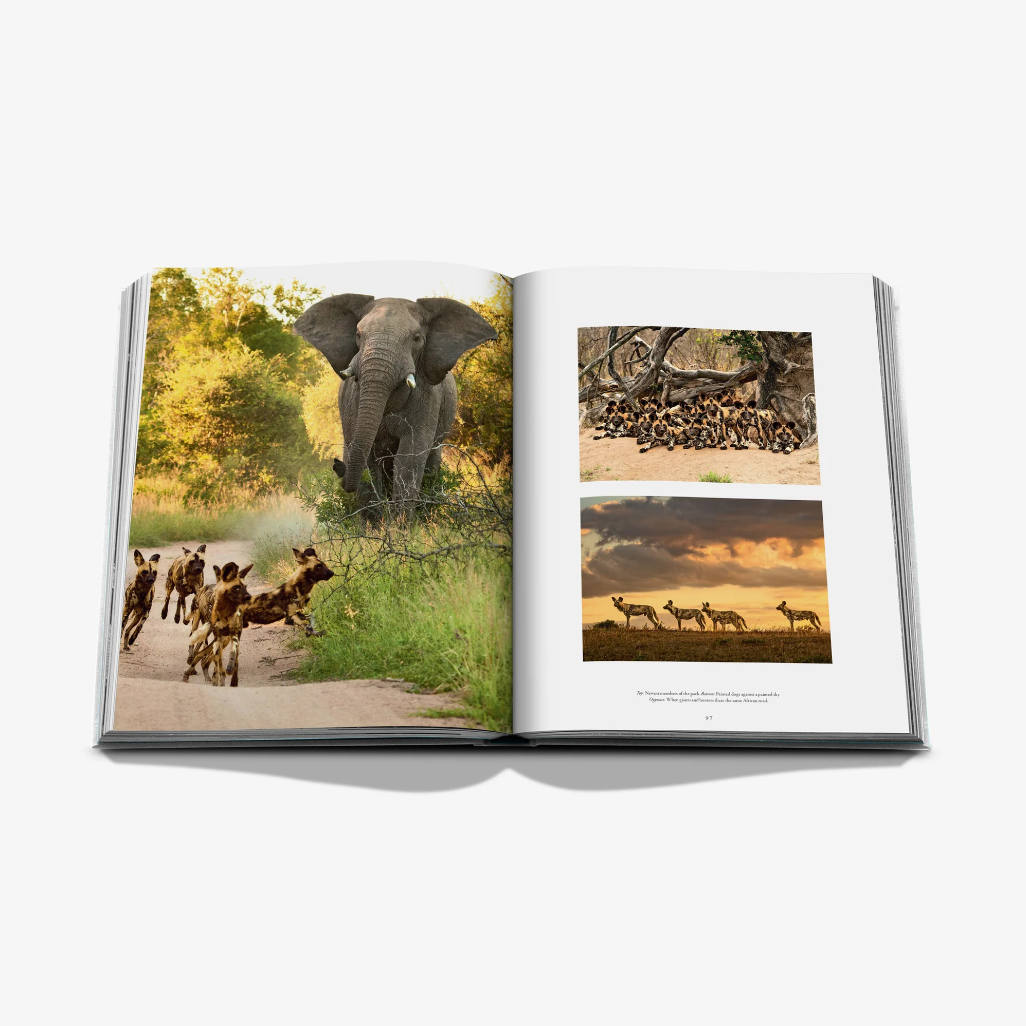 Londolozi: The Safari That Changed Everything