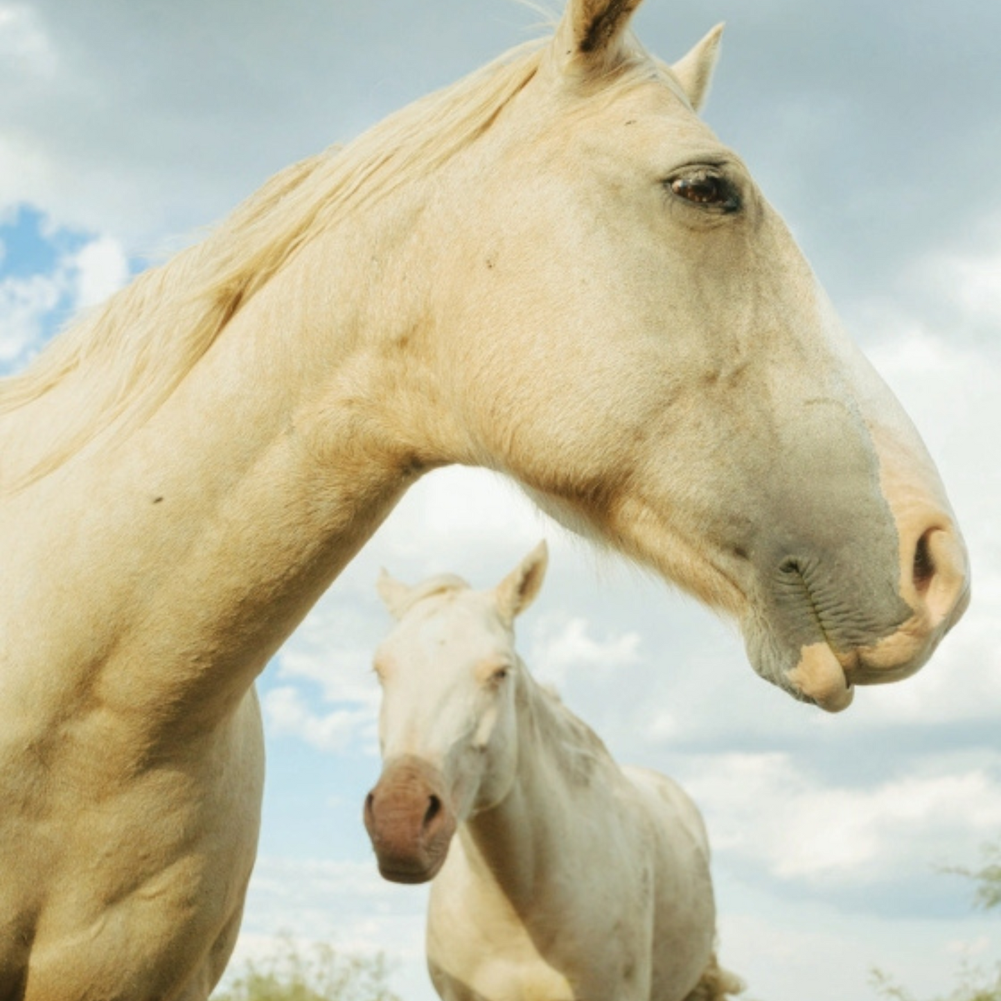 Ranchlands: By the Land, For the Land