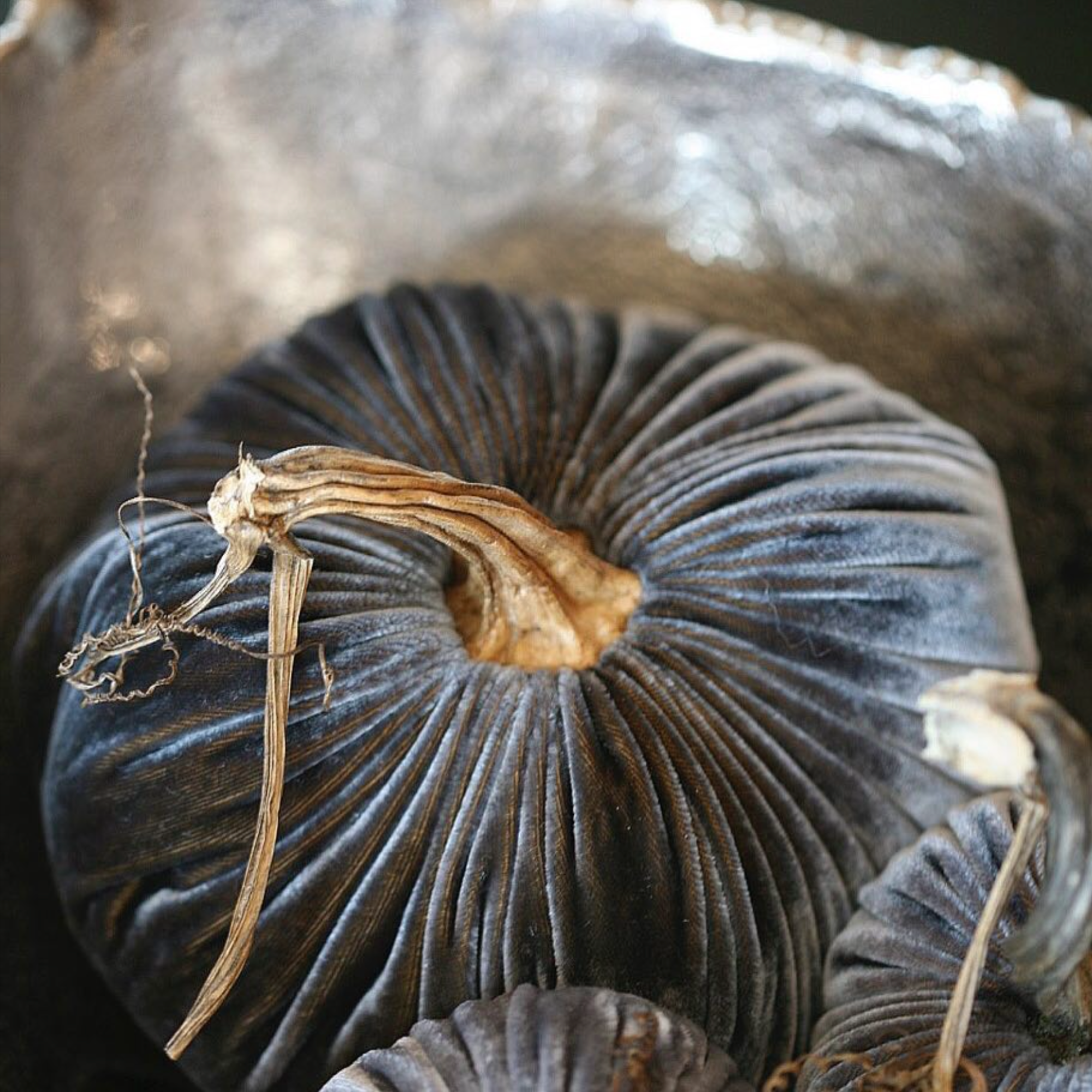 Chocolate Pumpkin