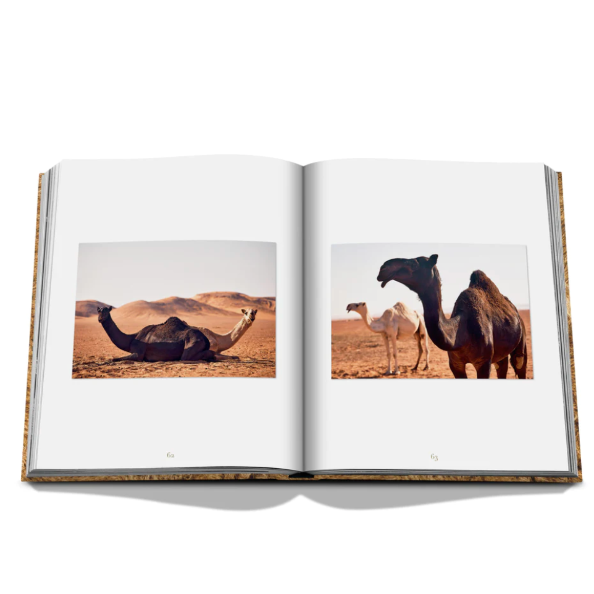 Camels from Saudi Arabia: Kingdom of Saudi Arabia Series, Ultimate Edition