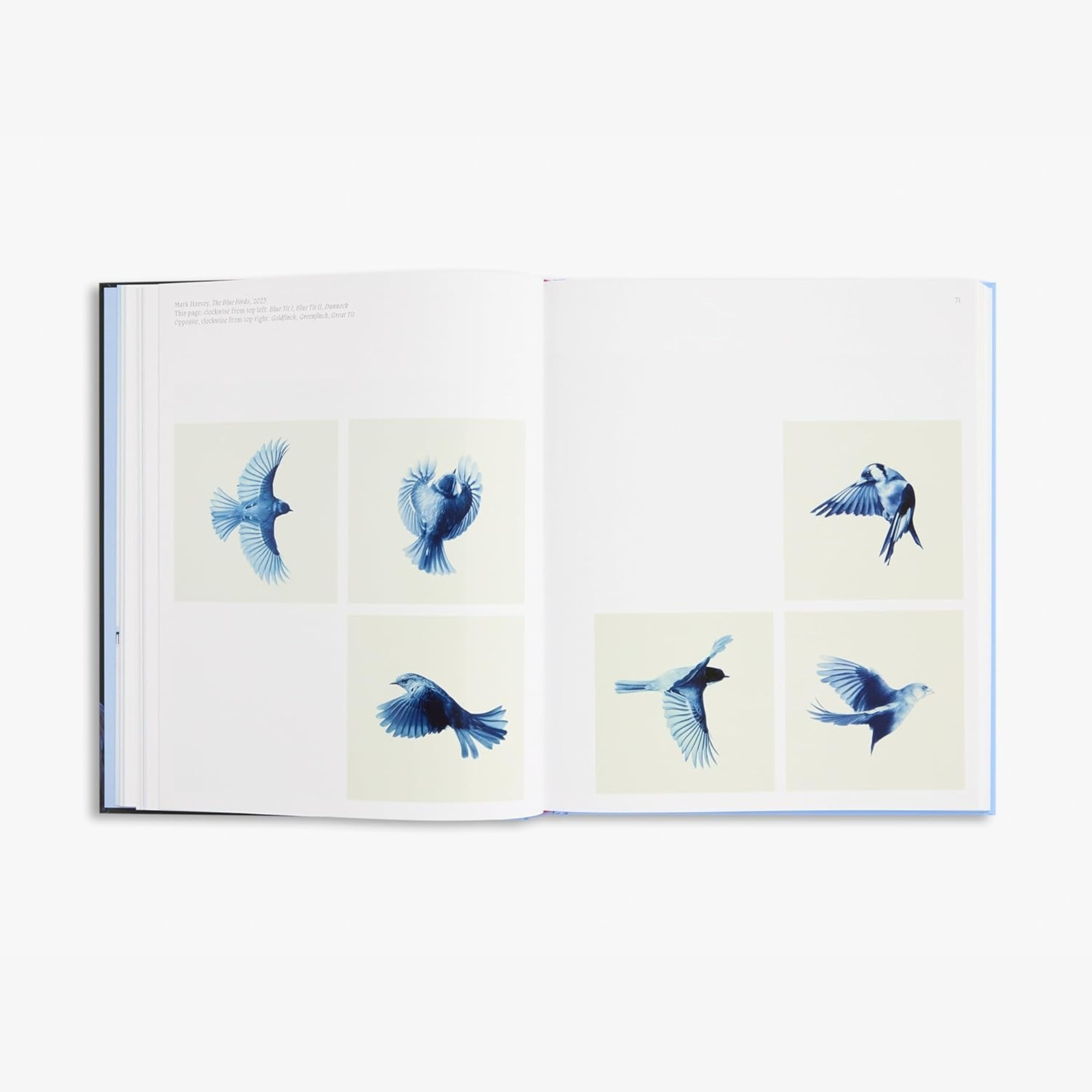 Aviary: The Bird in Contemporary Photography