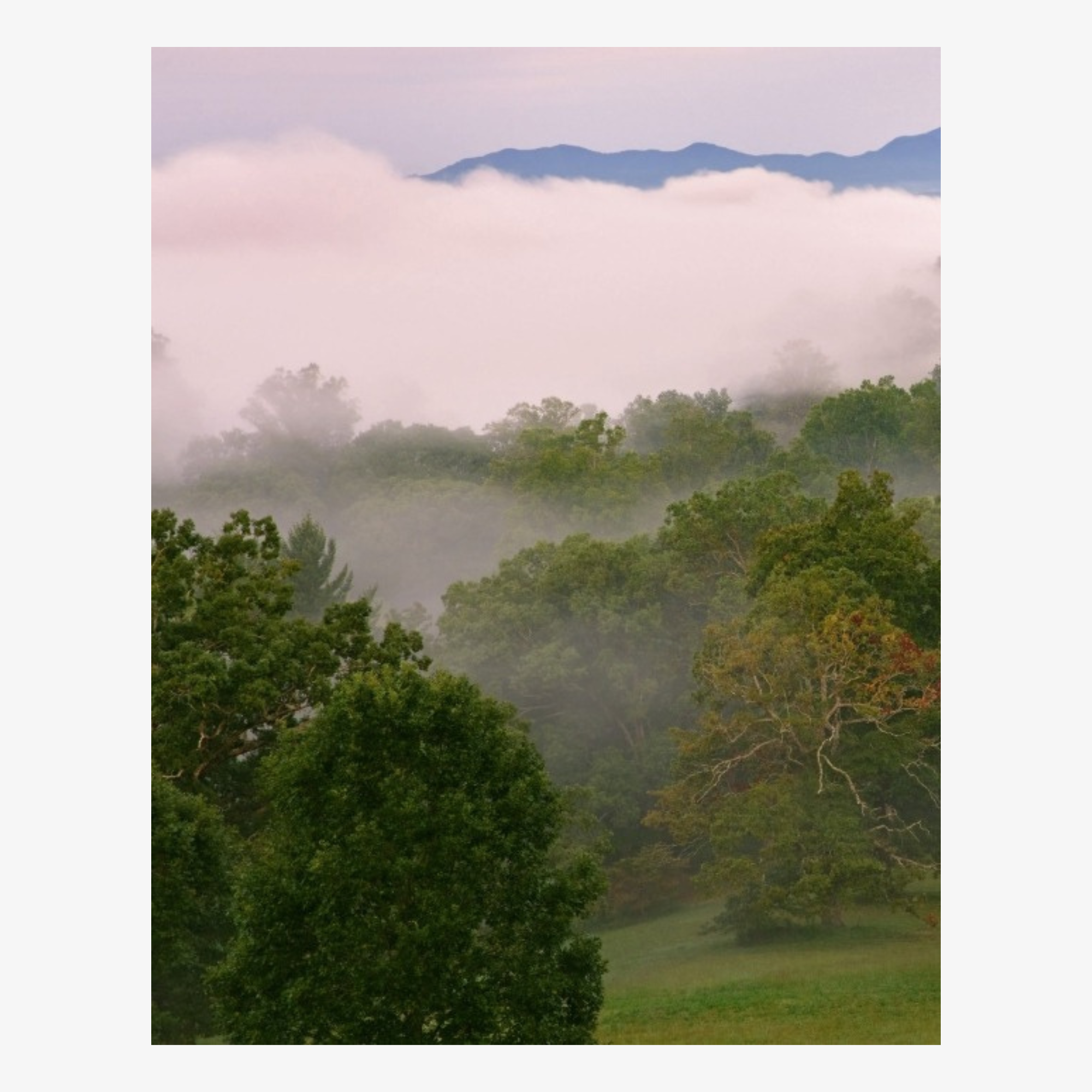 Biltmore House: The Interiors and Collections of George W. Vanderbilt