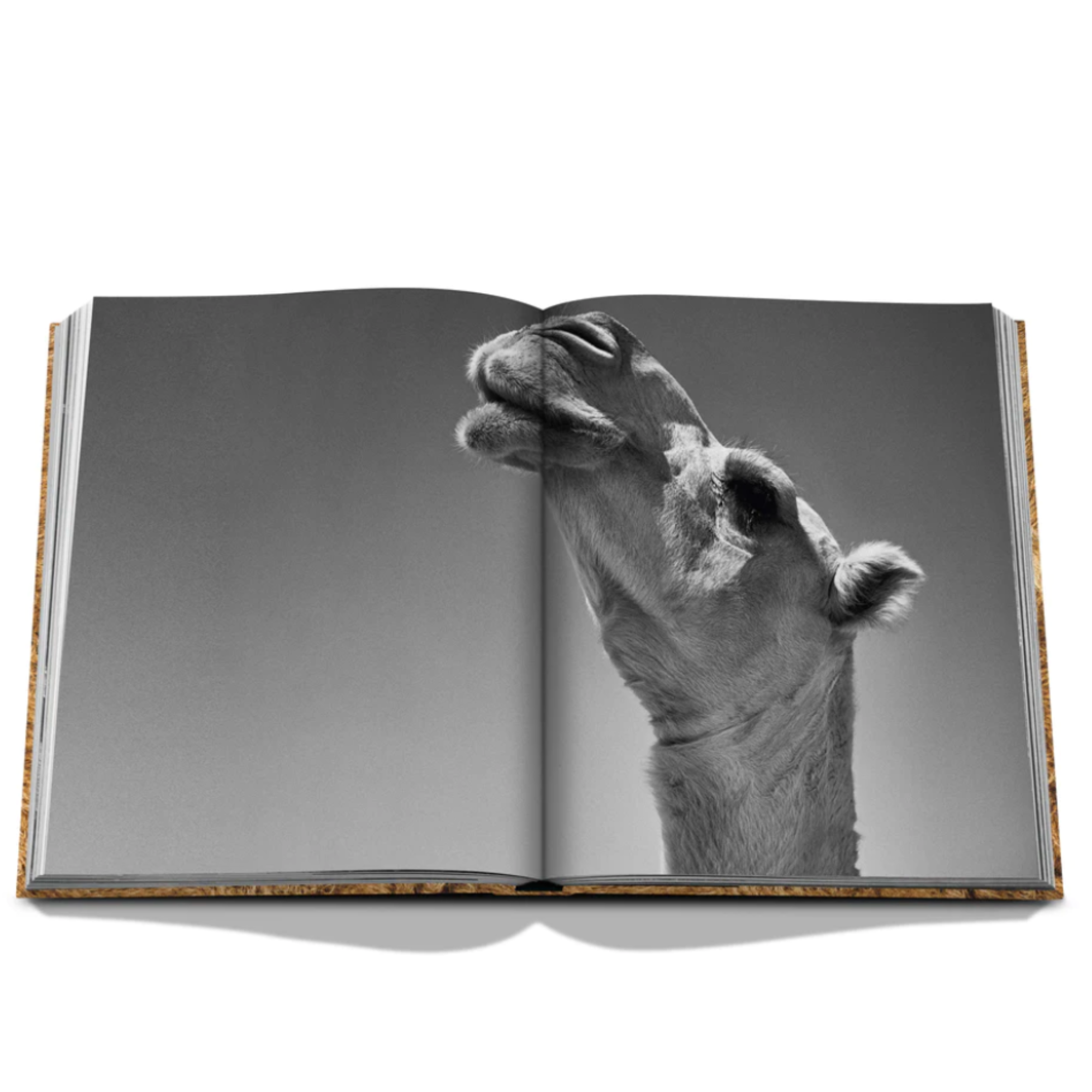 Camels from Saudi Arabia: Kingdom of Saudi Arabia Series, Ultimate Edition