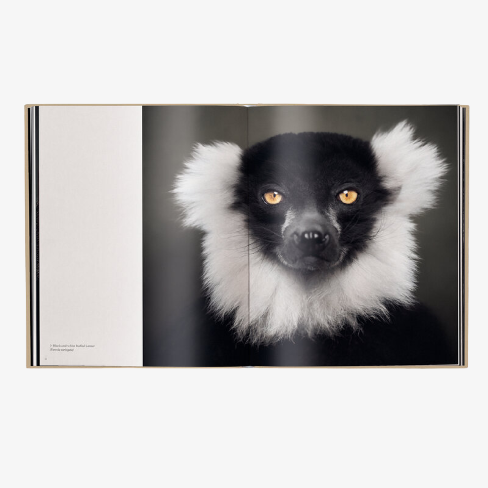 Between Us: Animal Portraits