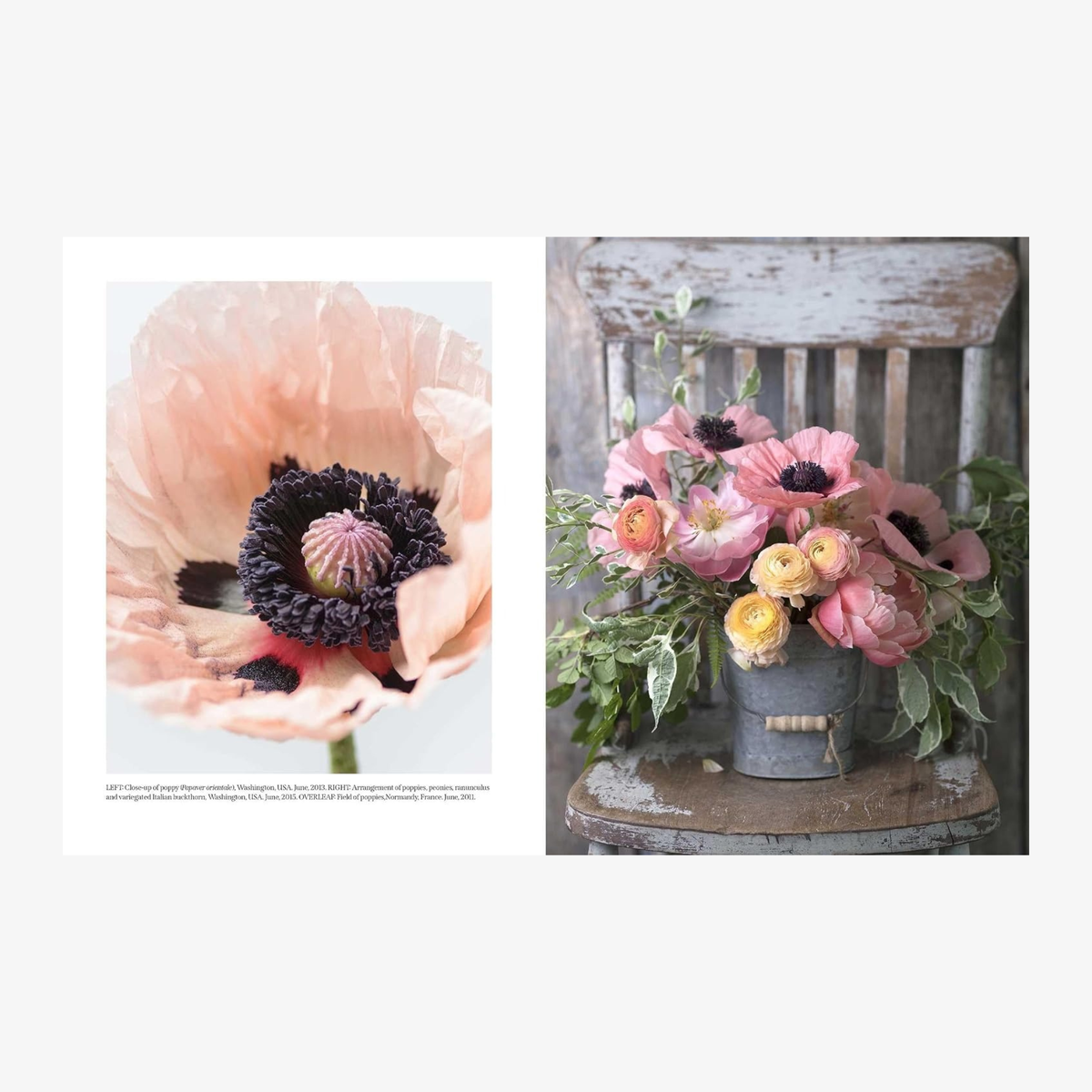 Beautiful Blooms: A Photographic Celebration