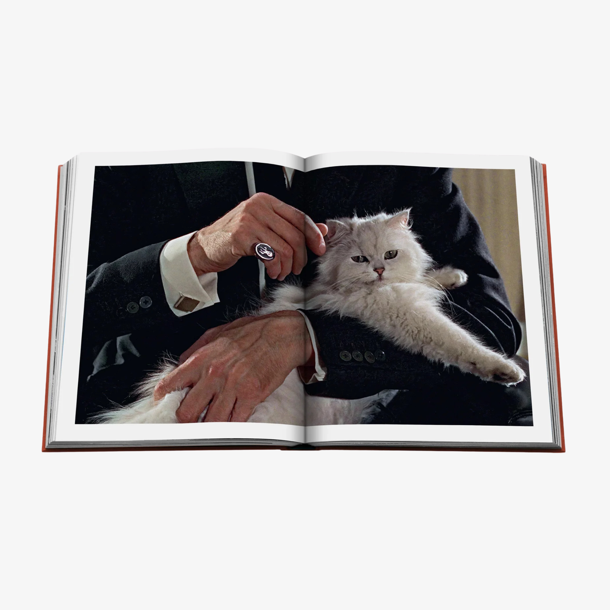 Chic Cats