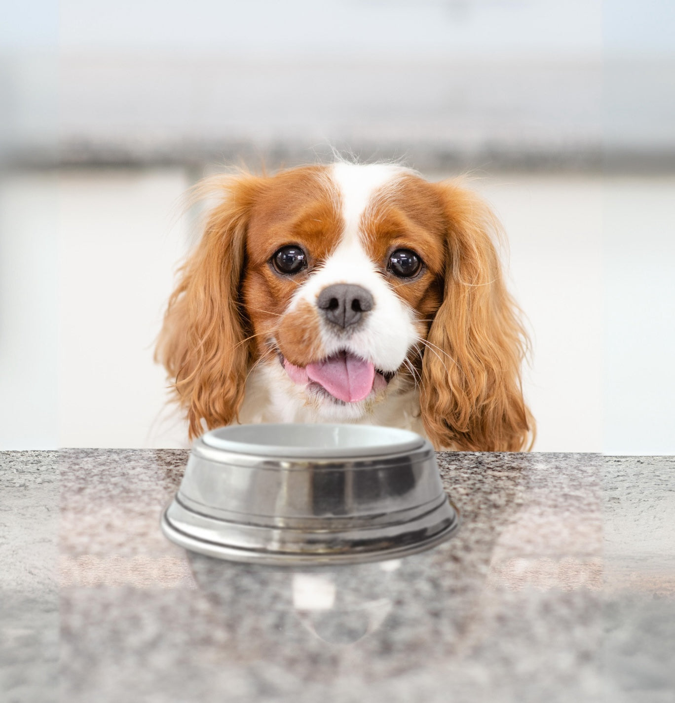 Pewter Pet Bowl