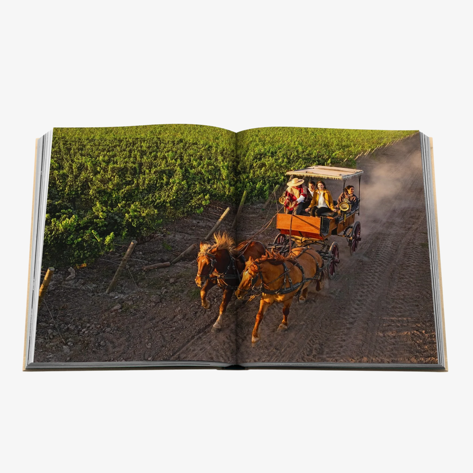 Wine & Travel: Latin America