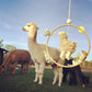 Kids Alpaca Dream Ring Mobile