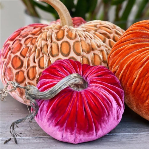 Coral Pumpkin