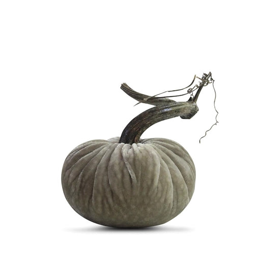 Putty Pumpkin